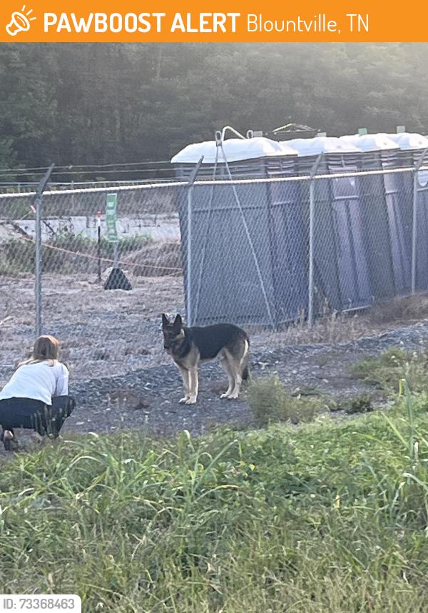 Found/Stray Male Dog last seen All wood cabinets, Blountville, TN 37617