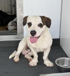 Shelter Stray Male Dog last seen LURELANE ST & N ACACIA AVE, RIALTO, CA, 92376, USA, 333 Chandler Pl, San Bernardino, CA 92408, USA