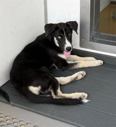 Shelter Stray Female Dog last seen WATERMAN AND HOSPITALITY, 333 Chandler Pl, San Bernardino, CA 92408, USA