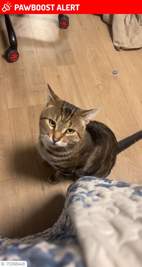 Lost Male Cat last seen Ranch Bar & Grill, Maple Ridge, BC V4R 2T1