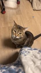 Lost Male Cat last seen Ranch Bar & Grill, Maple Ridge, BC V4R 2T1