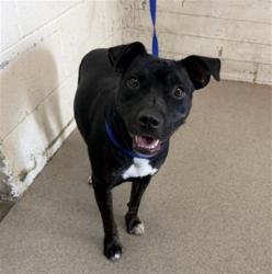 Shelter Stray Female Dog last seen S RIVERSIDE AVE & E MERRILL AVE, RIALTO, CA, 92376, USA, 333 Chandler Pl, San Bernardino, CA 92408, USA