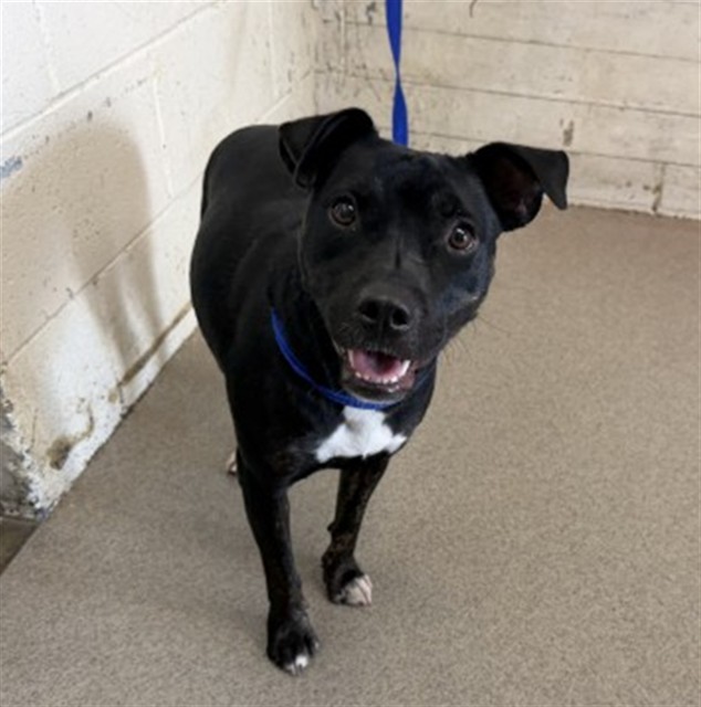 Shelter Stray Female Dog last seen S RIVERSIDE AVE & E MERRILL AVE, RIALTO, CA, 92376, USA, 333 Chandler Pl, San Bernardino, CA 92408, USA