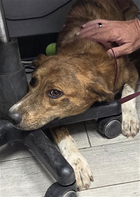 Shelter Stray Male Dog last seen Near BLOCK QUAIL RD, WELDON CA 93283, 14891 CA-178, Lake Isabella, CA 93240, USA