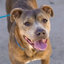 Shelter Stray Female Dog last seen SULLY ST & SANTA ANA AVE, 2127 Front St, Sacramento, CA 95818, USA