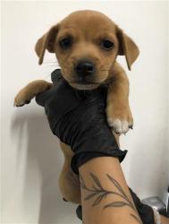 Shelter Stray Male Dog last seen Near BLOCK E LIBERTY AVE, FRESNO CA 93702 3915, 5277 E Airways Blvd, Fresno, CA 93727, USA