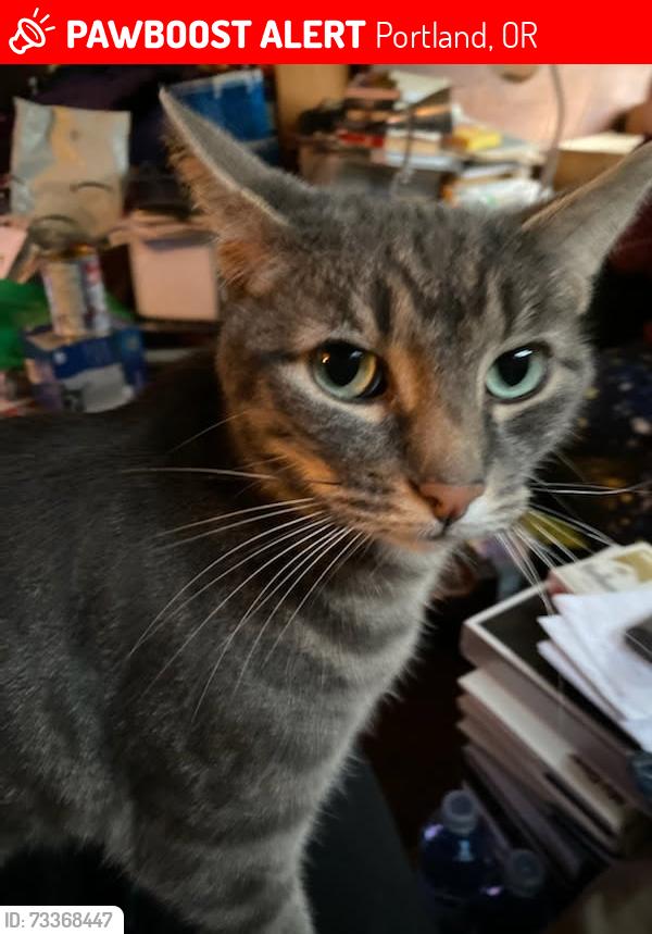 Lost Male Cat last seen 37th and Washington, Portland Oregon, Portland, OR 97214