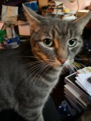 Lost Male Cat last seen 37th and Washington, Portland Oregon, Portland, OR 97214