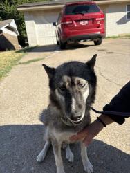 Shelter Stray Female Dog last seen Near BLOCK SW 18TH ST, OKLAHOMA CITY OK 73108, 2811 SE 29th St, Oklahoma City, OK 73129, USA
