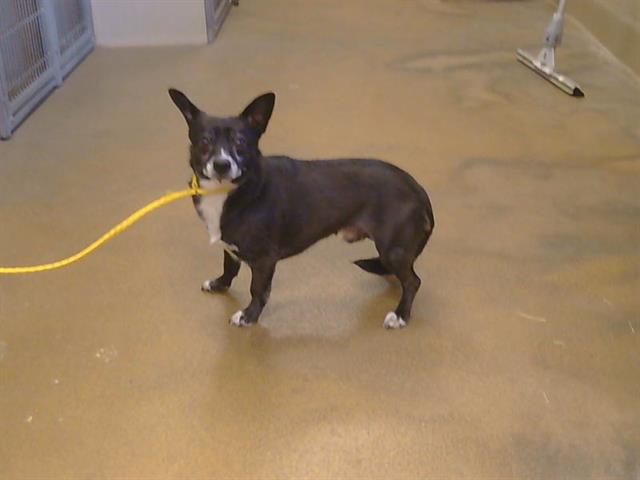 Shelter Stray Male Dog last seen TREEBINE AVE/BUTTONWOOD WAY, 95621, 3839 Bradshaw Rd, Sacramento, CA 95827, USA