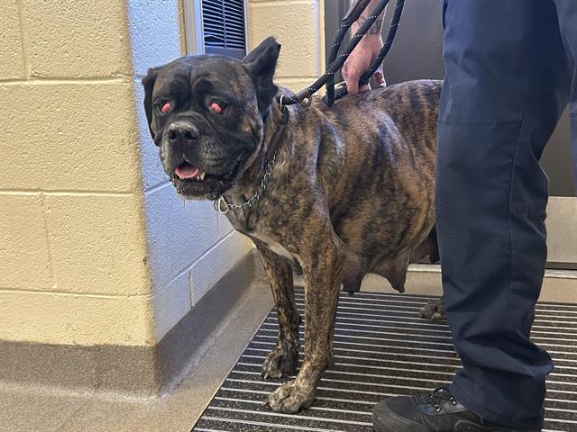 Shelter Stray Female Dog last seen Near BLOCK W ARKANSAS AVE, DENVER CO 80219, 1241 W Bayaud Ave, Denver, CO 80223, USA