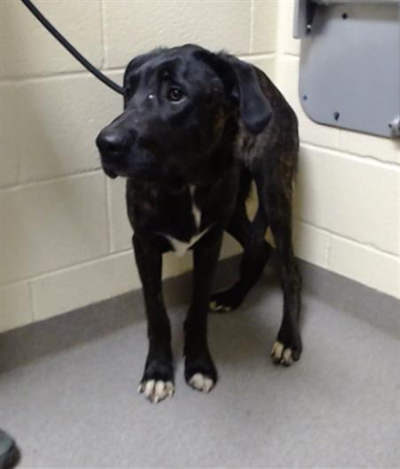Shelter Stray Male Dog last seen Near BLOCK W ARKANSAS AVE, DENVER CO 80219, 1241 W Bayaud Ave, Denver, CO 80223, USA