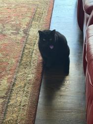Lost Female Cat last seen N El Mar and Las Olas, Jensen Beach, FL 34957