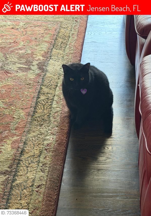 Lost Female Cat last seen N El Mar and Las Olas, Jensen Beach, FL 34957