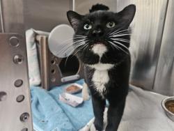 Shelter Stray Male Cat last seen Near BLOCK E 12TH ST, PUEBLO CO 81001, 4600 Eagleridge Pl, Pueblo, CO 81008, USA