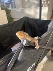 Lost Male Reptile last seen In the sand between by the last resteooms before the peninsula & 5404 e ocean 
