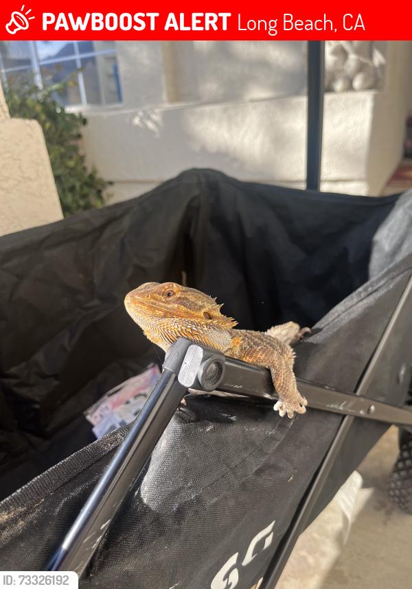 Lost Male Reptile last seen In the sand between by the last resteooms before the peninsula & 5404 e ocean 
