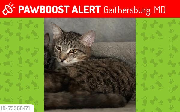 Lost Male Cat last seen Near Vineyard Haven Court, Gaithersburg, MD 20886