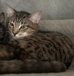 Lost Male Cat last seen Near Vineyard Haven Court, Gaithersburg, MD 20886