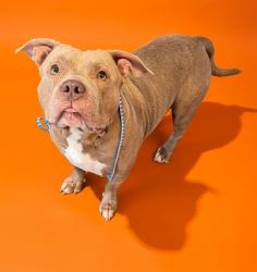 Shelter Stray Male Dog last seen MANFIELDS PL, 2020 Forest St, Jacksonville, FL 32204, USA