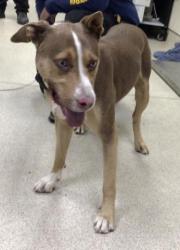 Shelter Stray Male Dog last seen Near BLOCK CATALONIA DR, RIVERSIDE, CA, 6851 Van Buren Boulevard, Jurupa Valley, CA 92509, USA