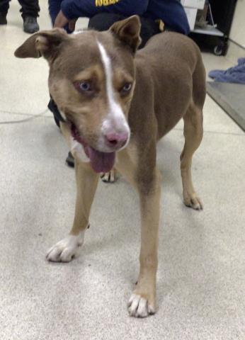 Shelter Stray Male Dog last seen Near BLOCK CATALONIA DR, RIVERSIDE, CA, 6851 Van Buren Boulevard, Jurupa Valley, CA 92509, USA