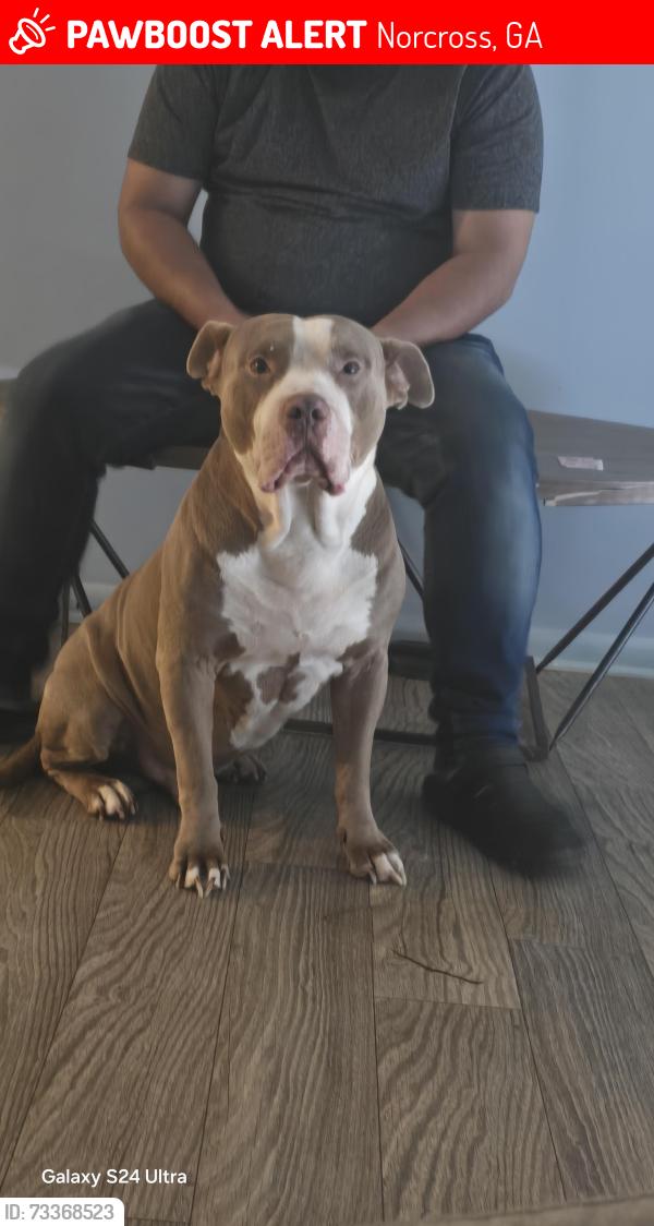 Lost Male Dog last seen Near lia hills, Norcross, GA 30071