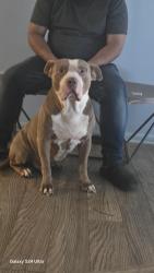 Lost Male Dog last seen Near lia hills, Norcross, GA 30071