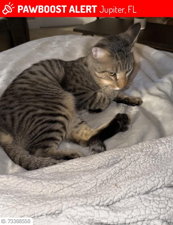 Lost Male Cat last seen Indiantown Rd, Jupiter, FL 33478