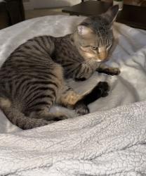 Lost Male Cat last seen Indiantown Rd, Jupiter, FL 33478