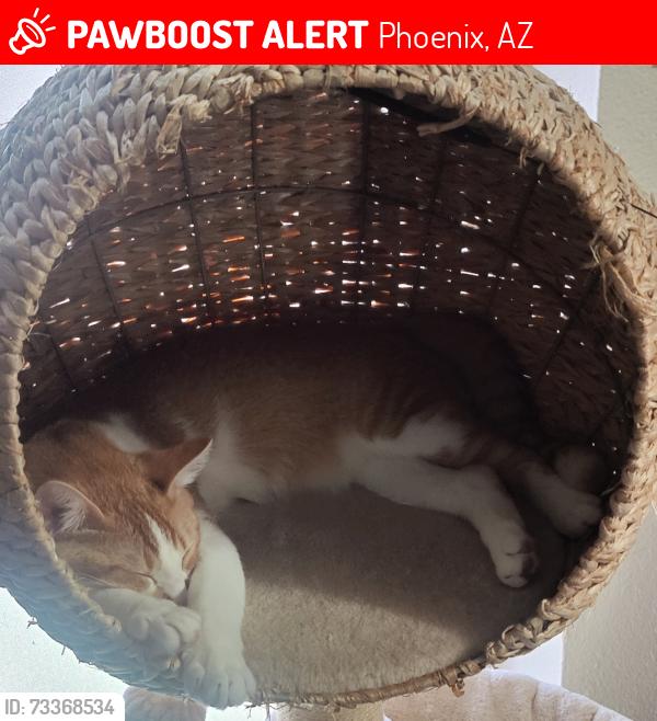Lost Male Cat last seen Crosstown apmts, Phoenix, AZ 85015