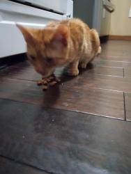Lost Female Cat last seen Macdougall Ln. and Kirkdale Drive, Columbus, OH 43004