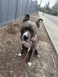 Found/Stray Male Dog last seen 82nd & Goodman, Purdy, WA 98332