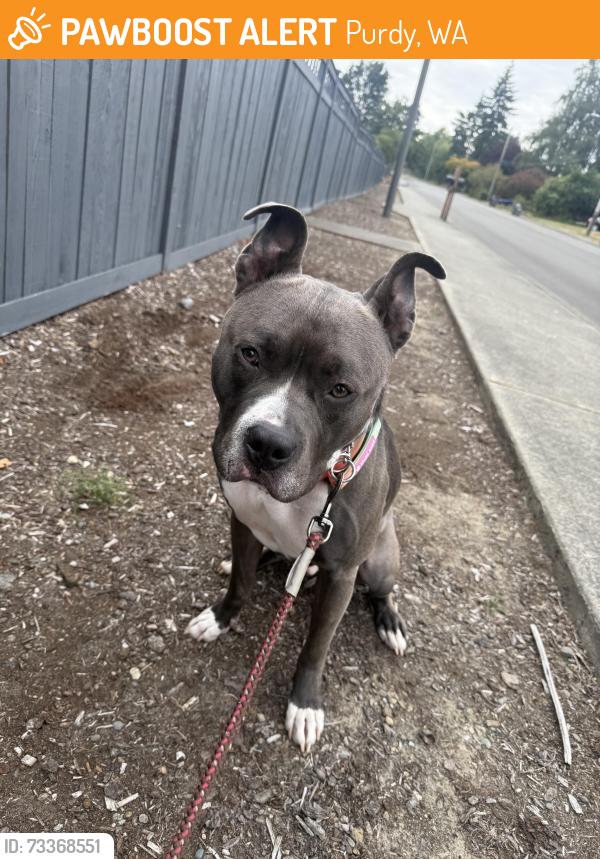 Found/Stray Male Dog last seen 82nd & Goodman, Purdy, WA 98332
