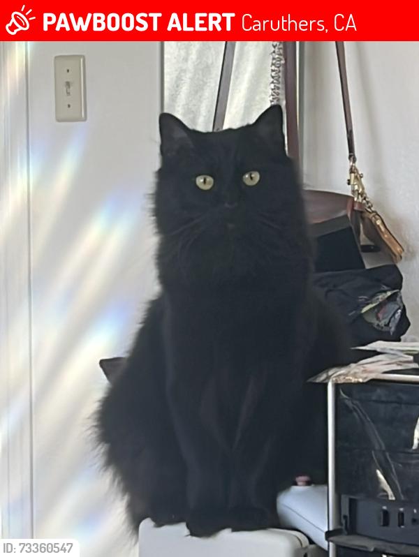 Lost Male Cat last seen Near Caruthers and Walnut, Caruthers, CA 93609