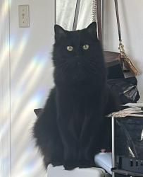 Lost Male Cat last seen Near Caruthers and Walnut, Caruthers, CA 93609
