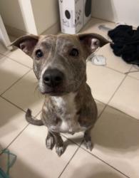 Reunited Female Dog last seen She was in the grass outside next to 62 Varga rd, Ashford, CT 06278