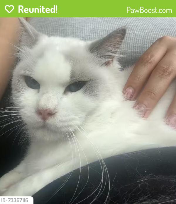 Reunited Female Cat last seen Executive Center Drive and N Congress Ave, West Palm Beach, FL 33401