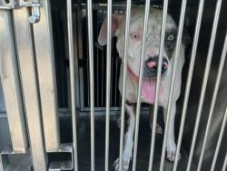 Shelter Stray Male Dog last seen Near Broadway, Caddo Parish, LA, 1500 Monty St, Shreveport, LA 71107, USA