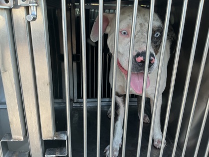 Shelter Stray Male Dog last seen Near Broadway, Caddo Parish, LA, 1500 Monty St, Shreveport, LA 71107, USA