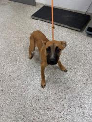Shelter Stray Female Dog last seen Mountain View St, Gastonia, NC, 1491 Business Park Ct, Gastonia, NC 28052, USA
