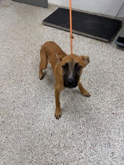Shelter Stray Female Dog last seen Mountain View St, Gastonia, NC, 1491 Business Park Ct, Gastonia, NC 28052, USA
