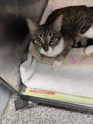 Shelter Stray Female Cat last seen Near Main st, Pamlico County, NC, 1639 Old Airport Rd, New Bern, NC 28562, USA