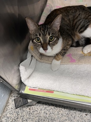 Shelter Stray Female Cat last seen Near Main st, Pamlico County, NC, 1639 Old Airport Rd, New Bern, NC 28562, USA