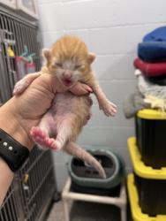Shelter Stray Male Cat last seen Near Main st, Pamlico County, NC, 1639 Old Airport Rd, New Bern, NC 28562, USA