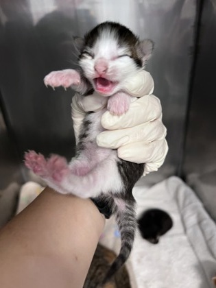 Shelter Stray Female Cat last seen Near Main st, Pamlico County, NC, 1639 Old Airport Rd, New Bern, NC 28562, USA
