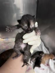 Shelter Stray Unknown Cat last seen Near Main st, Pamlico County, NC, 1639 Old Airport Rd, New Bern, NC 28562, USA