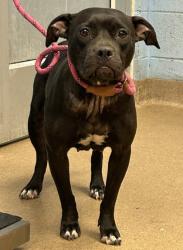 Shelter Stray Female Dog last seen Near STONE STREET, 30058, GA, 3280 Chamblee Dunwoody Rd, Chamblee, GA 30341, USA