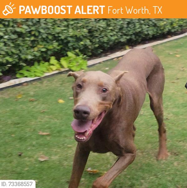 Found/Stray Male Dog last seen Near McPherson Blvd, Fort Worth, TX 76123