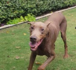 Found/Stray Male Dog last seen Near McPherson Blvd, Fort Worth, TX 76123
